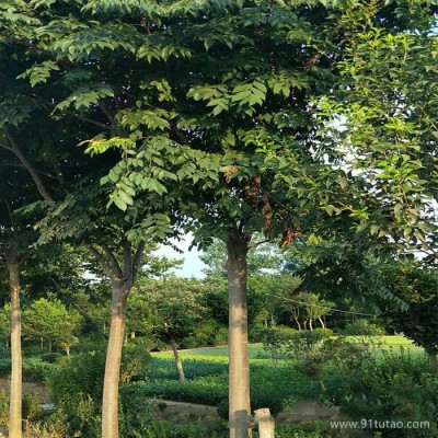 江苏栾树 栾树批发 批发栾树 栾树种植基地 栾树批发基地