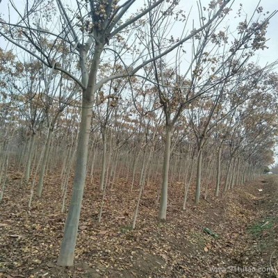 批发绿化工程行道树黄山栾树 栾树苗 南栾 栾树 栾树价格 量大从优