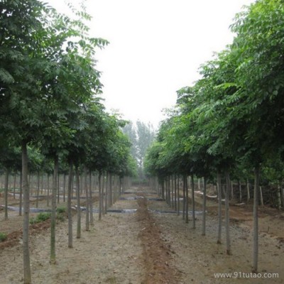 江苏栾树 栾树批发 批发栾树 栾树种植基地 栾树批发基地