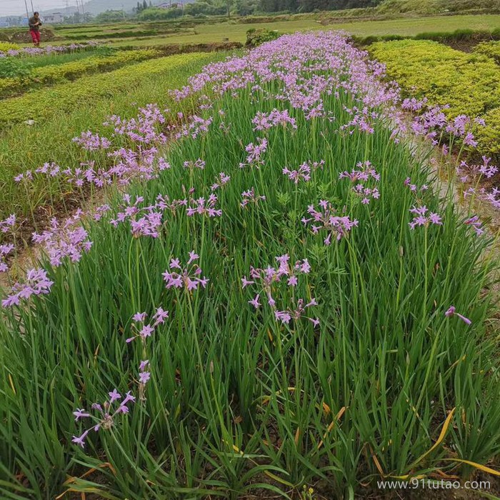 衡阳绿化苗木基地|永州绿化苗木基地价格   赣州绿化苗木走向