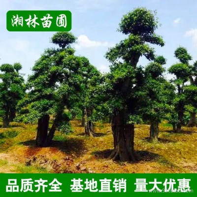 园林绿化苗木 椤木石楠树 造型椤木石楠 规格齐全 基地直销