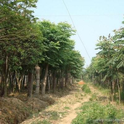 栾树 3-12cm 规格齐全 栾树价格 量大优惠 栾树基地  栾树批发 栾树种植基地