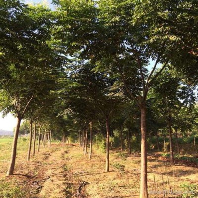 批发绿化工程行道树黄山栾树 栾树苗 南栾 栾树 栾树价格 量大从优