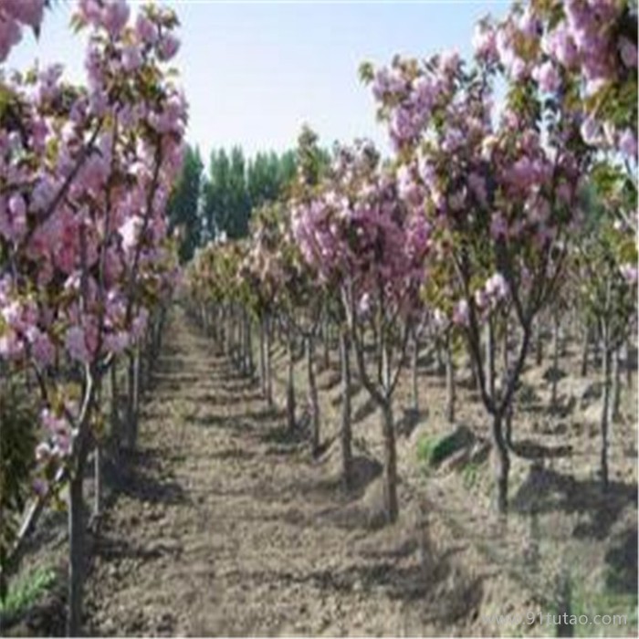 樱花树供应  5厘米樱花树供应厂家  量大从优