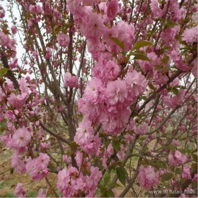 睿泰苗木 嫁接樱花苗，供应优质樱花苗