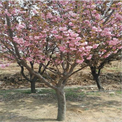 优质樱花苗批发销售基地  樱花树价格 樱花树苗批发 绿化苗基地直销