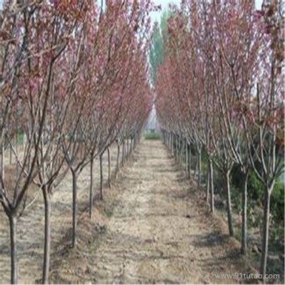 樱花树供应  志森园供应5厘米樱花树价格 质优价廉