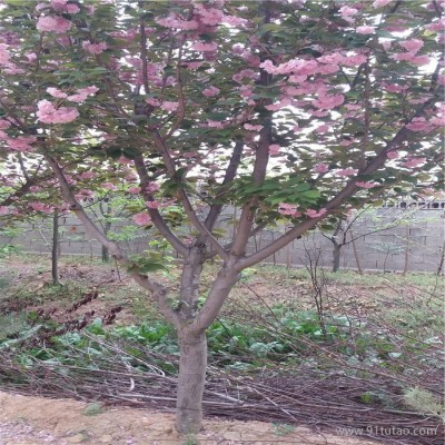 樱花树批发  5厘米樱花树介绍   5厘米樱花树种植介绍