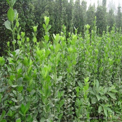 新风园艺  北海道黄杨  专业绿化苗培育基地  质优价廉  欢迎订购