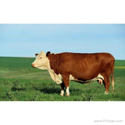 德利牧业  牛犊 牛犊 肉牛 厂家
