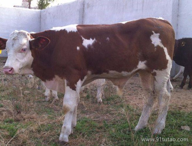 肉牛 价格 肉牛犊西门塔尔牛 改良西门塔尔牛