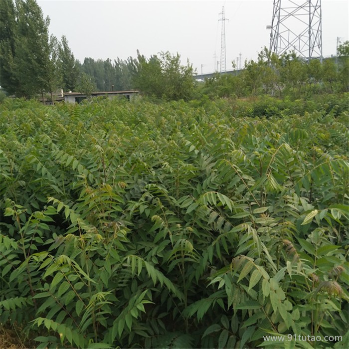 红油香椿苗大量供应 成活率高 基地面向全国出售 量大从优 保质保量