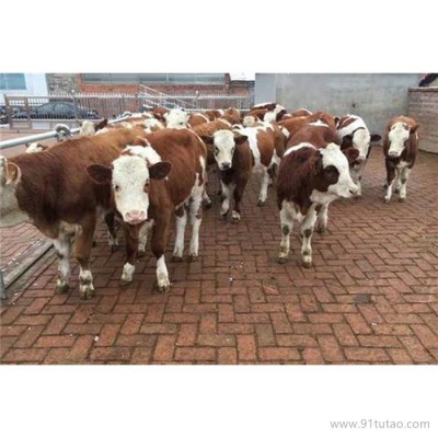德利牧业  西门塔尔牛犊 肉牛 种牛 价格