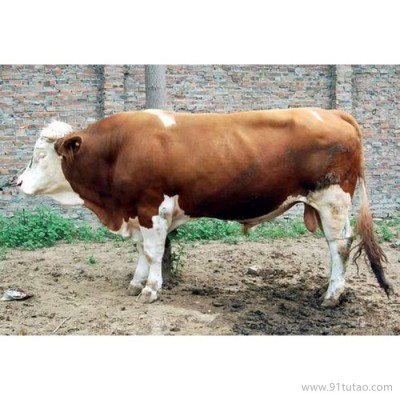 德利牧业  肉牛 种牛 肉牛 养殖场