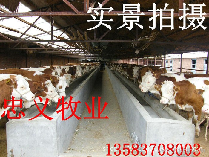 西门塔尔牛价格 西门塔尔牛养殖 西门塔尔牛专业养殖