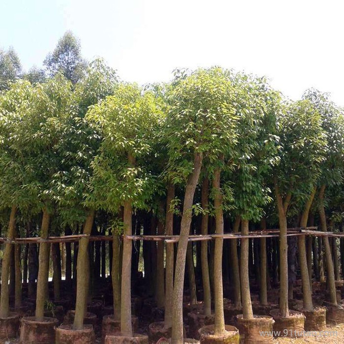 【俊贤】香樟袋苗批发 移栽香樟 骨架香樟 大香樟树