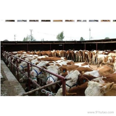 德利牧业  西门塔尔牛养殖 小牛犊 牛犊 养殖场
