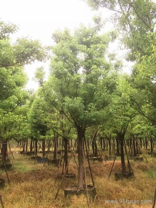 成都  香樟成都熟货香樟  成都香樟树批发　成都樱花