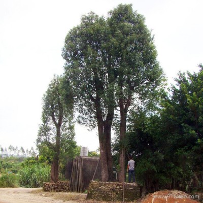 【俊贤】香樟树苗 丛生香樟 移栽香樟 怪形古香樟基地直销批发