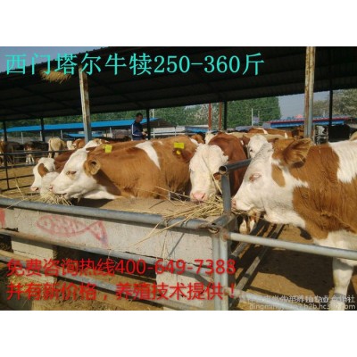 西门塔尔牛 西门塔尔牛养殖 西门塔尔牛 批发