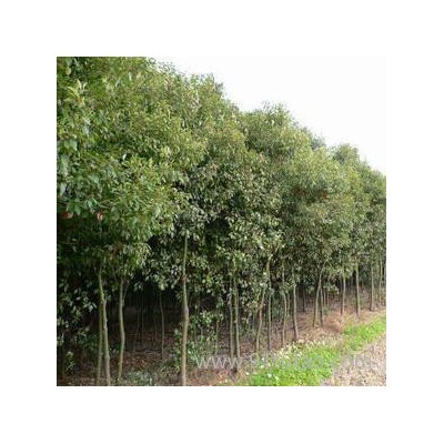 渝逸苗木种植场大量批发3公分香樟苗/大叶香樟树米经3cm