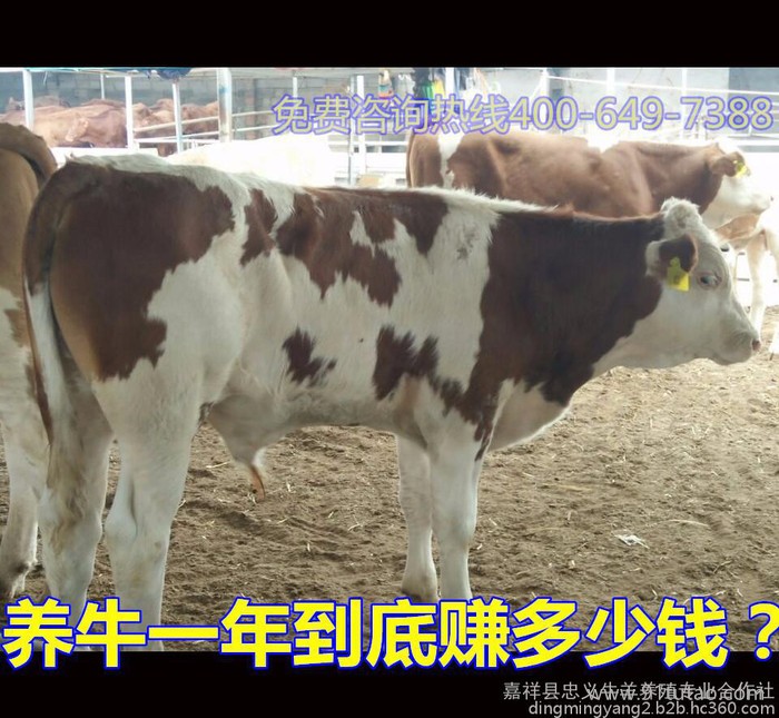 西门塔尔牛,纯种西门塔尔牛,改良西门塔尔牛犊 价格
