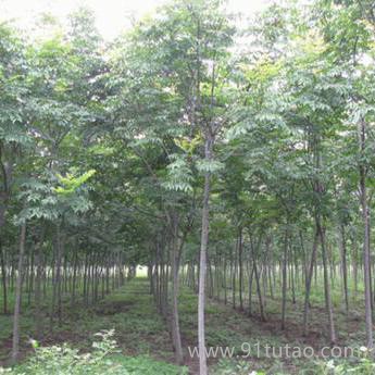 重庆香樟树产地直销香樟树1-10公分