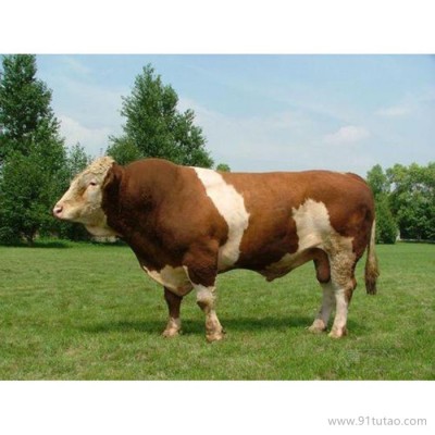 德利牧业  牛犊 牛犊 种牛 价格