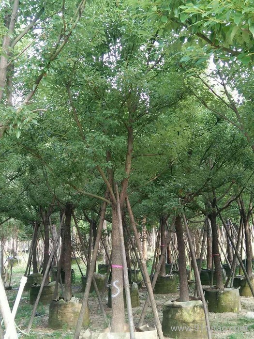 绿化工程香樟木 供应全冠 骨架 截杆 丛生移植香樟树场绿化乔木