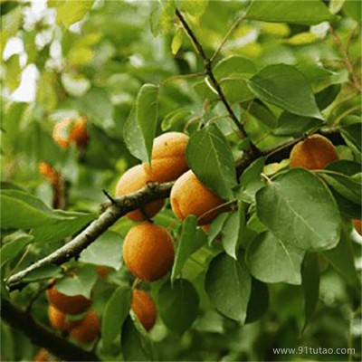 珍珠油杏苗大量批发 金太阳杏苗 新世纪杏树苗