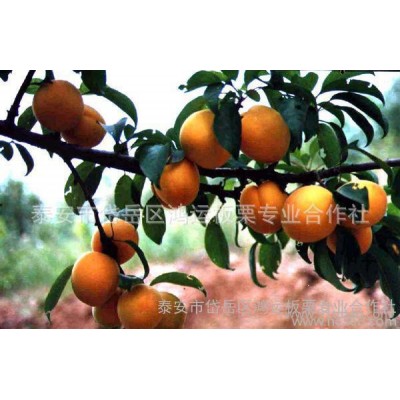 油桃，桃子大量出售杏 山杏金太阳