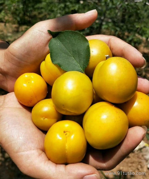 御苑农业 珍珠油杏  金太阳红杏树