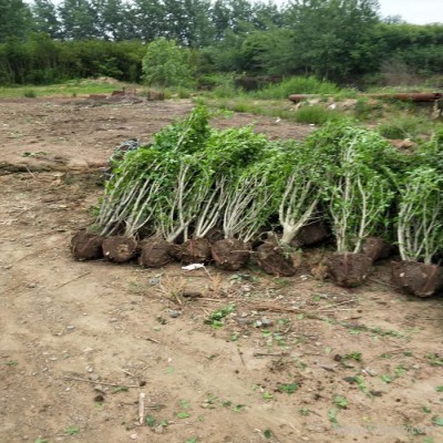 江苏木槿 木槿基地 木槿种植基地 木槿批发 木槿小苗