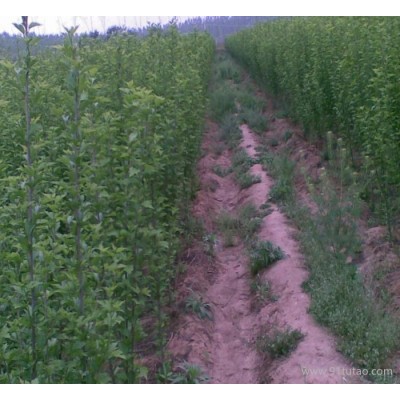 苗圃直销木槿 重瓣花色木槿树 木槿花 木槿小苗 木槿花苗包成