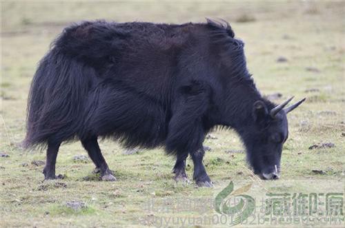 牛肉礼盒、藏御源、生鲜牛肉礼盒