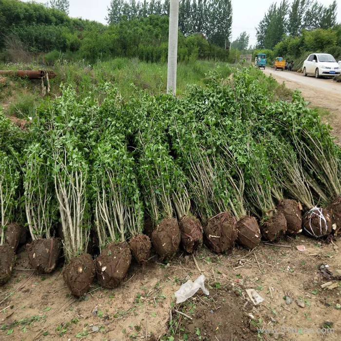 江苏木槿 木槿基地 木槿种植基地 木槿批发 木槿小苗