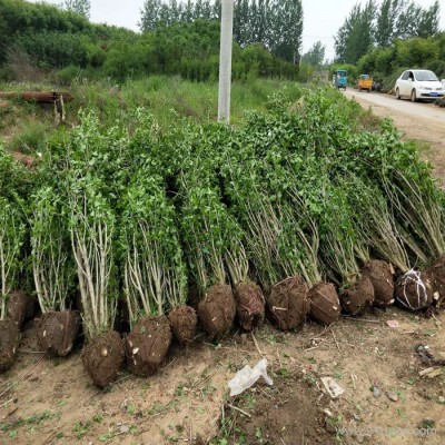 江苏木槿 木槿基地 木槿种植基地 木槿批发 木槿小苗