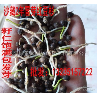 红豆杉种子曼地亚红豆杉南方红豆杉种子沙藏冒芽红豆杉 货到付款