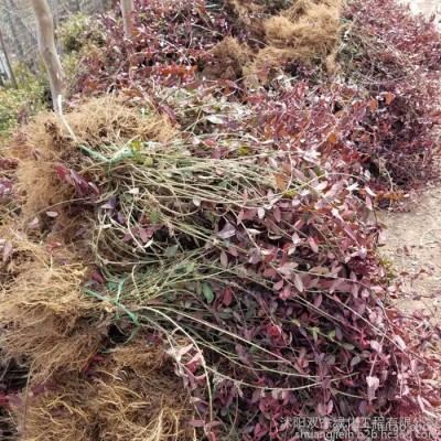 供应优质扶芳藤苗 江苏扶芳藤基地 扶芳藤价格 扶芳藤球 扶芳藤批发40公分高工程苗