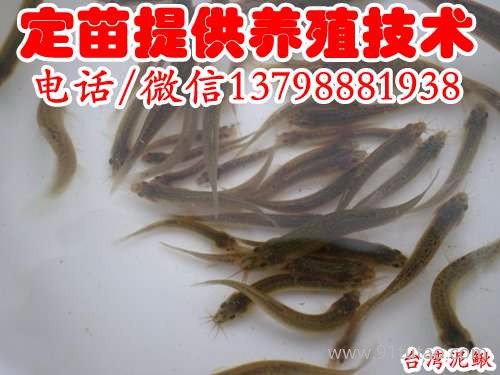 彭州大邑崇州金堂泥鳅苗活体,批发泥鳅苗价格