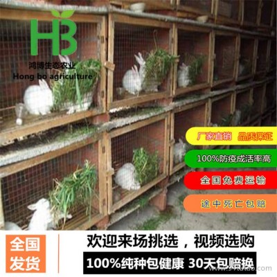 把肉兔当宠物养体验、辽宁省肉兔养殖加盟、鸿博兔业