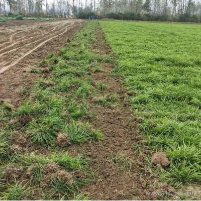 汕头阔叶麦冬草种植基地 阔叶麦冬草报价 阔叶麦冬草批发