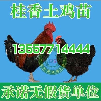 丽江肉鸡苗批发