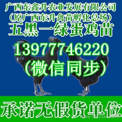 沙湾县肉鸡苗肉骡鸭苗肉鸡苗价格