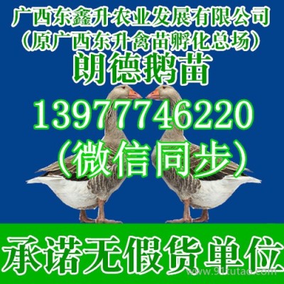 浦口肉鸡苗康贝尔鸭苗肉鸡苗价格