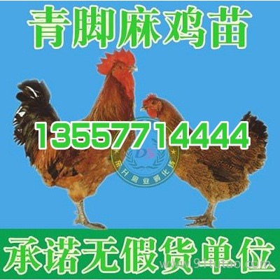 都匀肉鸡苗价格