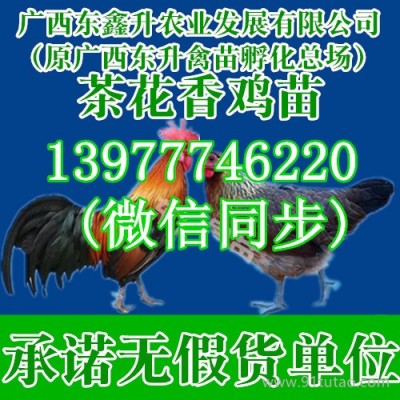 遂宁市安居林肉鸡苗占花鸭苗肉鸡苗批发