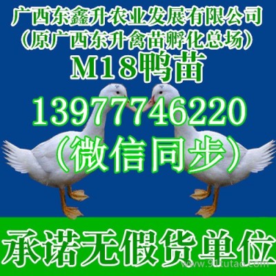 汕头市潮南林肉鸡苗雁鹅苗肉鸡苗价格