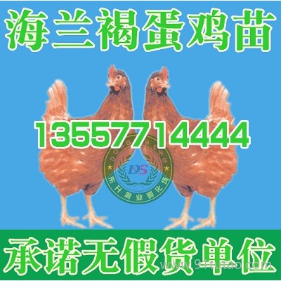 福泉肉鸡苗价格