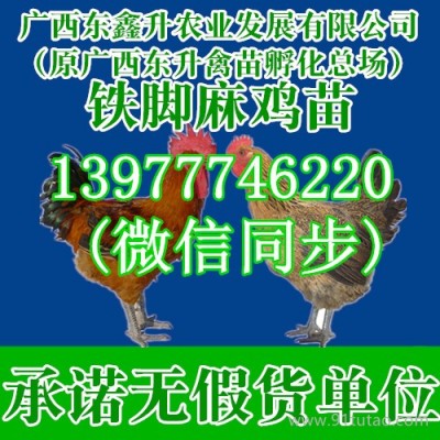 城西肉鸡价格K9肉鸡苗鹅饲料配方